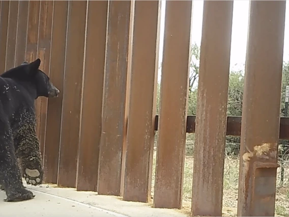 Black Bear at San Pedro River